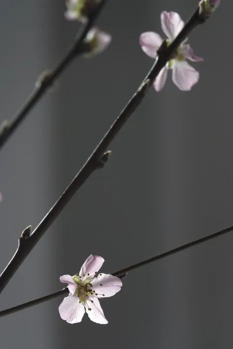 Gerahmter Druck : Blühende Äste eines Pfirsichbaums, Frühling, Deutschland. Gerahmter Druck : Blühende Äste eines Pfirsichbaums, Frühling, Deutschland.