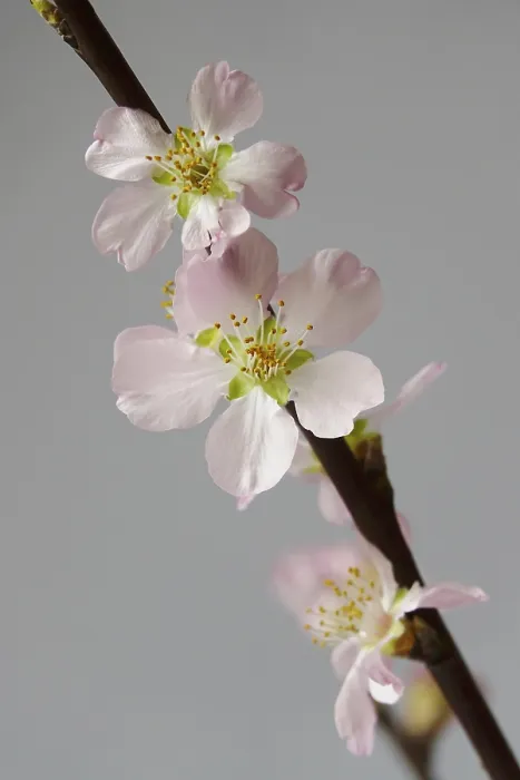 Gerahmter Druck : Blühende Äste eines Pflaumenbaums, Frühling, Deutschland. Gerahmter Druck : Blühende Äste eines Pflaumenbaums, Frühling, Deutschland.