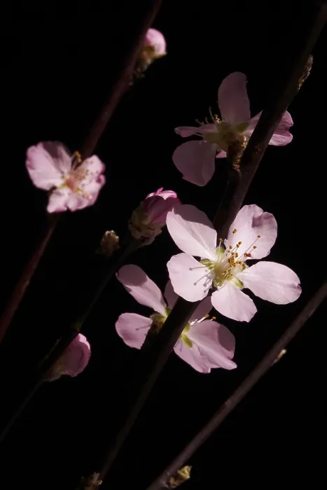 Gerahmter Druck : Blühende Äste eines Pfirsichbaums, Frühling, Deutschland. Gerahmter Druck : Blühende Äste eines Pfirsichbaums, Frühling, Deutschland.