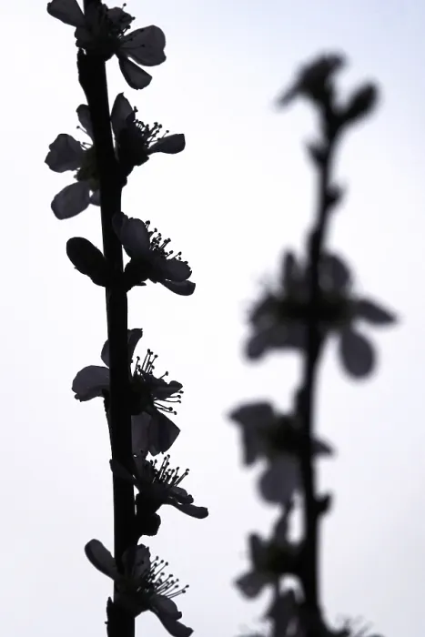 Gerahmter Druck : Blühende Äste eines Pfirsichbaumes, Frühling, Deutschland. Gerahmter Druck : Blühende Äste eines Pfirsichbaumes, Frühling, Deutschland.