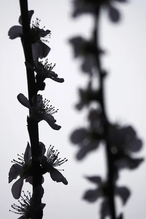 Gerahmter Druck : Blühende Äste eines Pfirsichbaums, Frühling, Deutschland. Gerahmter Druck : Blühende Äste eines Pfirsichbaums, Frühling, Deutschland.