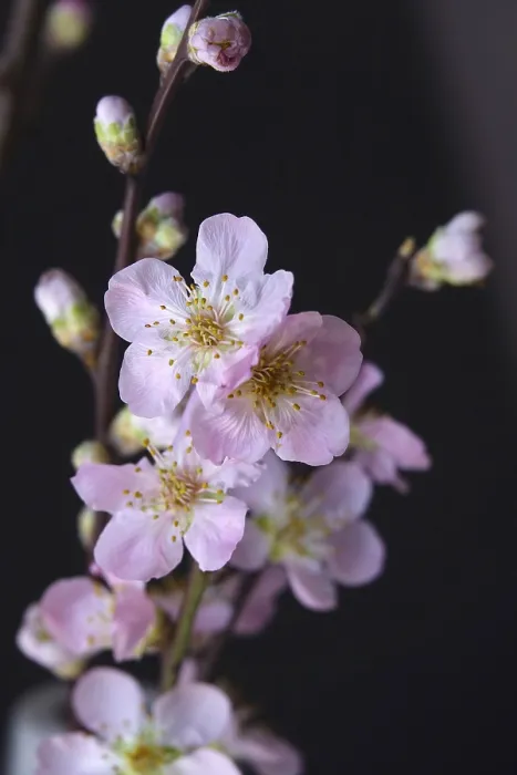 Gerahmter Druck : Blühende Zweige eines Pfirsichbaums, Frühling, Deutschland. Gerahmter Druck : Blühende Zweige eines Pfirsichbaums, Frühling, Deutschland.