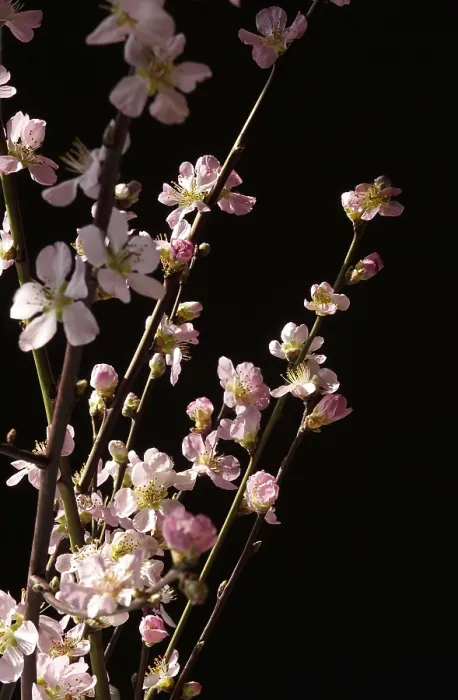 Gerahmter Druck : Blühende Äste eines Pfirsichbaums, Frühling, Deutschland. Gerahmter Druck : Blühende Äste eines Pfirsichbaums, Frühling, Deutschland.
