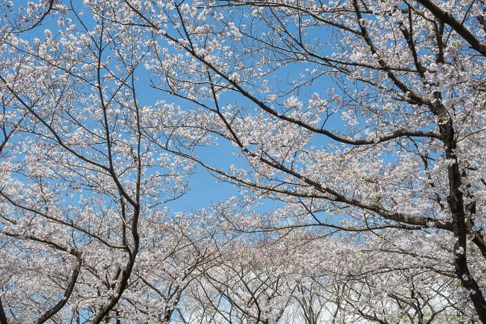 Gerahmter Druck : Blühende Kirschbäume im Frühling.
