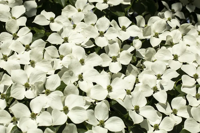 Gerahmter Druck : Ein in einem Garten blühender Cornus kousa Baum. Gerahmter Druck : Ein in einem Garten blühender Cornus kousa Baum.
