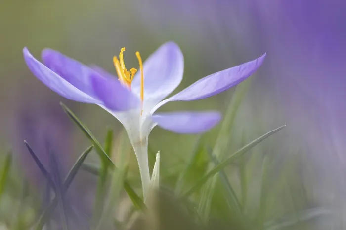 Gerahmter Druck : Blühender Narziss (Crocus) im Frühling Gerahmter Druck : Blühender Narziss (Crocus) im Frühling