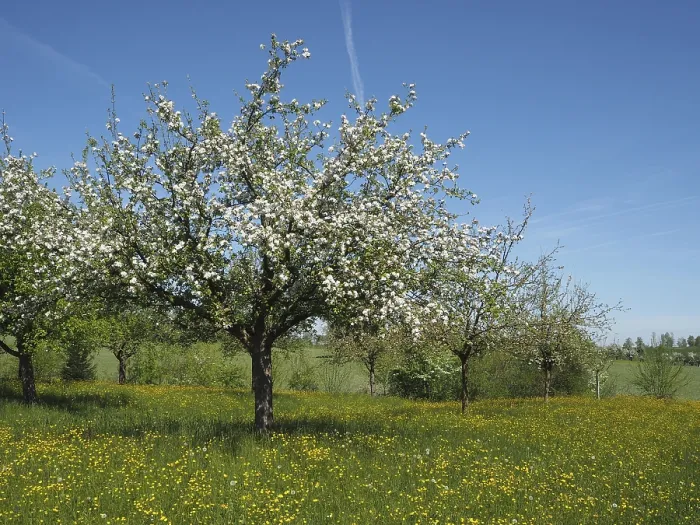 Gerahmter Druck : Ein blühendes Fruchtbaum, Apfelbaum. Gerahmter Druck : Ein blühendes Fruchtbaum, Apfelbaum.