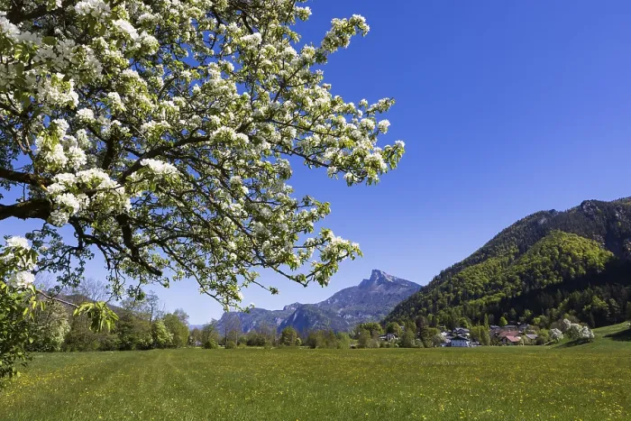 Gerahmter Druck : Blühender Fruchtbaum mit Schafberg. Gerahmter Druck : Blühender Fruchtbaum mit Schafberg.