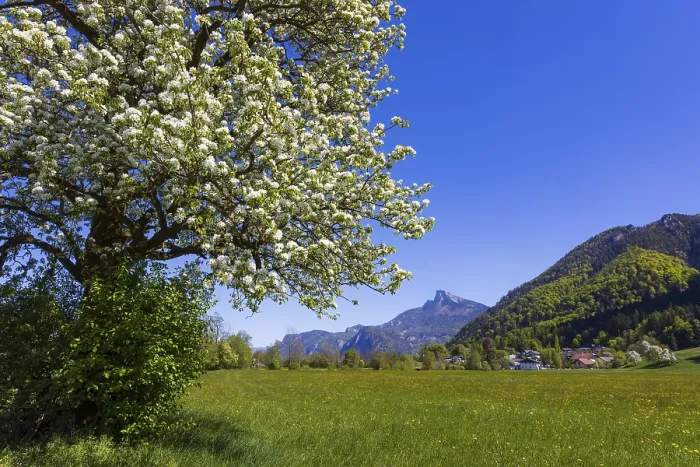 Gerahmter Druck : Blühender Obstbaum mit Schafberg. Gerahmter Druck : Blühender Obstbaum mit Schafberg.