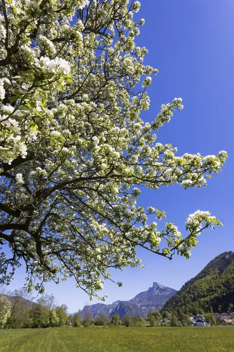 Gerahmter Druck : Blühender Fruchtbaum mit Schafberg. Gerahmter Druck : Blühender Fruchtbaum mit Schafberg.
