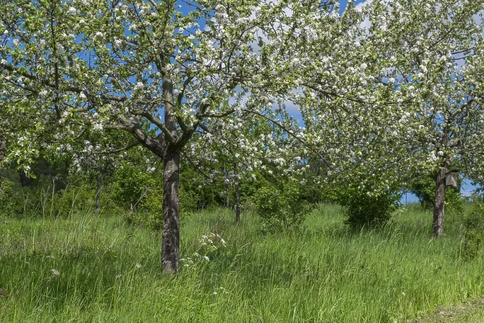 Gerahmter Druck : Blühende Fruchtbaumbäume auf einer Fruchtbaumwiese. Gerahmter Druck : Blühende Fruchtbaumbäume auf einer Fruchtbaumwiese.