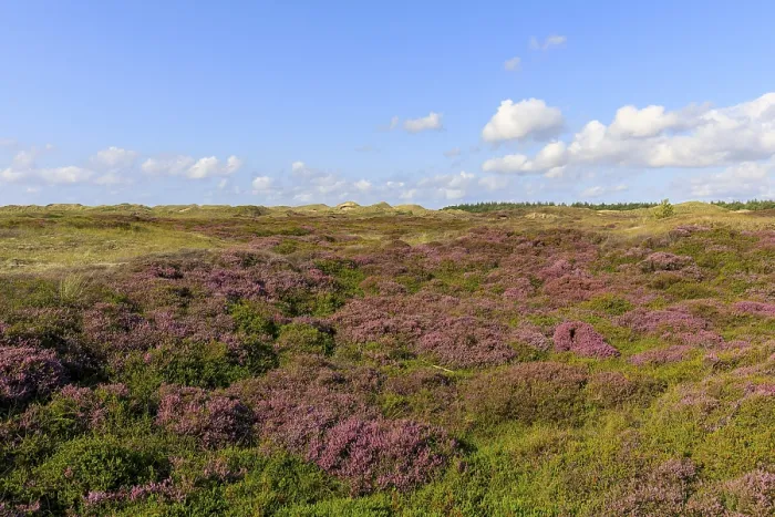 Gerahmter Druck : Blütenreiche Heidelandschaft auf der Insel Amrum, Nordsee, Nordfriesisches Inselgebiet, Schleswig-Holstein, Deutschland Gerahmter Druck : Blütenreiche Heidelandschaft auf der Insel Amrum, Nordsee, Nordfriesisches Inselgebiet, Schleswig-Holstein, Deutschland
