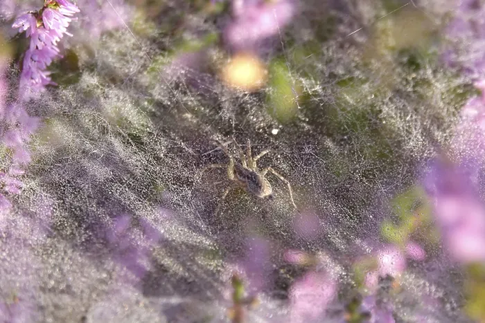 Gerahmter Druck : Blühende Heide, Labyrinth-Spinne. Gerahmter Druck : Blühende Heide, Labyrinth-Spinne.