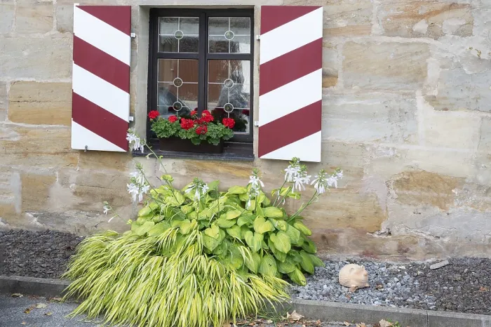 Gerahmter Druck : Blühende Hosta vor einem Fenster. Gerahmter Druck : Blühende Hosta vor einem Fenster.