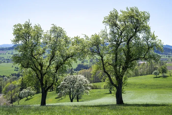 Gerahmter Druck : Blühende Birnbäume in der Moststraße, Mostviertel, Niederösterreich Gerahmter Druck : Blühende Birnbäume in der Moststraße, Mostviertel, Niederösterreich