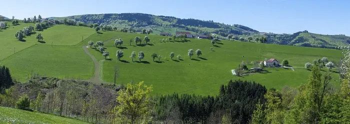 Gerahmter Druck : Blühende Birnbäume, Fruchtbaum. Gerahmter Druck : Blühende Birnbäume, Fruchtbaum.