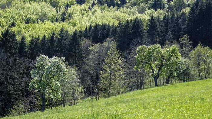 Gerahmter Druck : Blühende Pflaumenbäume, Fruchtbaum. Gerahmter Druck : Blühende Pflaumenbäume, Fruchtbaum.