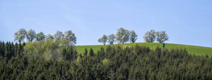 Gerahmter Druck : Blühende Pflaumenbäume, Fruchtsträucher. Gerahmter Druck : Blühende Pflaumenbäume, Fruchtsträucher.