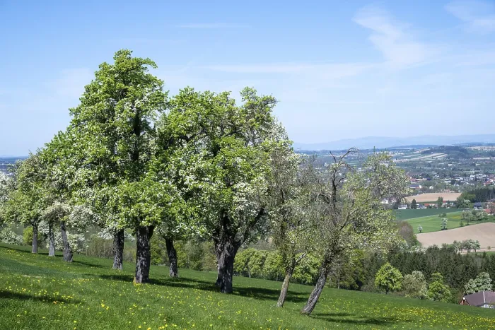 Gerahmter Druck : Blühende Birnbäume, Fruchtbaum. Gerahmter Druck : Blühende Birnbäume, Fruchtbaum.