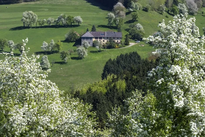 Gerahmter Druck : Blühende Birnbäume, Fruchtbaüme Gerahmter Druck : Blühende Birnbäume, Fruchtbaüme