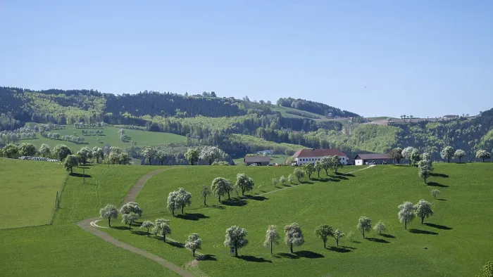 Gerahmter Druck : Blühende Pflaumenbäume, Fruchtbaum. Gerahmter Druck : Blühende Pflaumenbäume, Fruchtbaum.