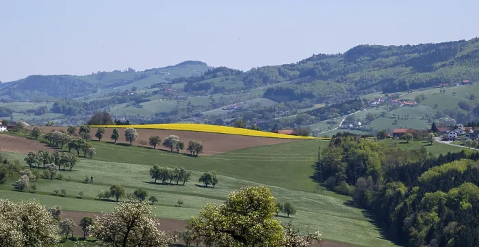 Gerahmter Druck : Blühende Birnbäume, Obstbäume. Gerahmter Druck : Blühende Birnbäume, Obstbäume.