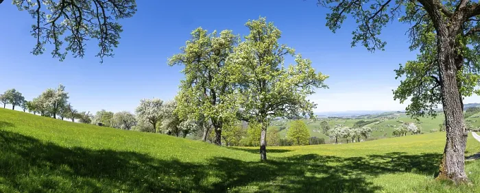 Gerahmter Druck : Blühende Pflaumenbäume, Fruchtbaüme Gerahmter Druck : Blühende Pflaumenbäume, Fruchtbaüme