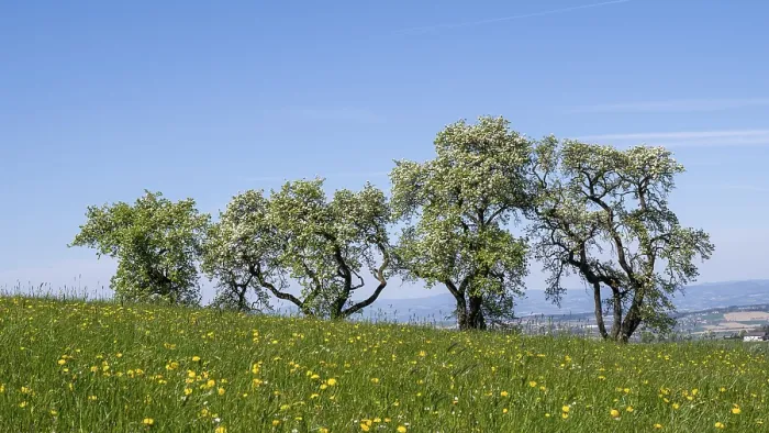 Gerahmter Druck : Blühende Birnbäume, Fruchtbaumen. Gerahmter Druck : Blühende Birnbäume, Fruchtbaumen.