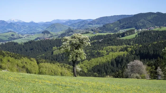 Gerahmter Druck : Blühende Pflaumenbäume, Fruchtbaum. Gerahmter Druck : Blühende Pflaumenbäume, Fruchtbaum.