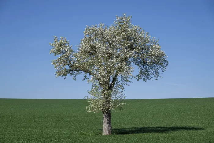 Gerahmter Druck : Blühende Pflaumenbäume, Fruchtbaum. Gerahmter Druck : Blühende Pflaumenbäume, Fruchtbaum.