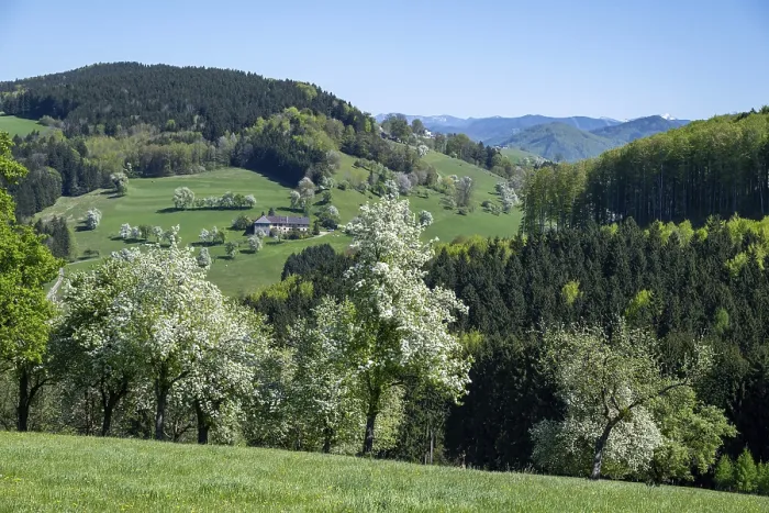 Gerahmter Druck : Blühende Pflaumenbäume, Fruchtbaum. Gerahmter Druck : Blühende Pflaumenbäume, Fruchtbaum.