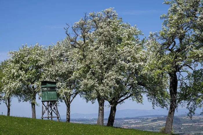 Gerahmter Druck : Blühende Birnbäume, Fruchtbaum. Gerahmter Druck : Blühende Birnbäume, Fruchtbaum.