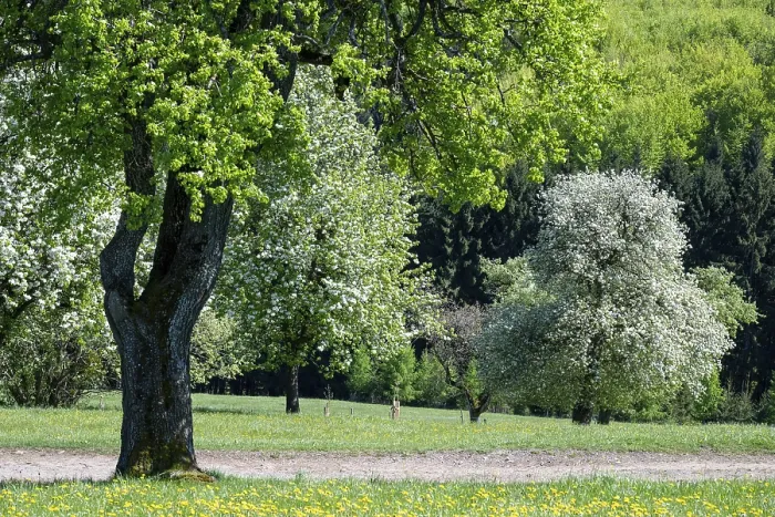 Gerahmter Druck : Blühende Pflaumenbäume, Fruchtbaüme Gerahmter Druck : Blühende Pflaumenbäume, Fruchtbaüme