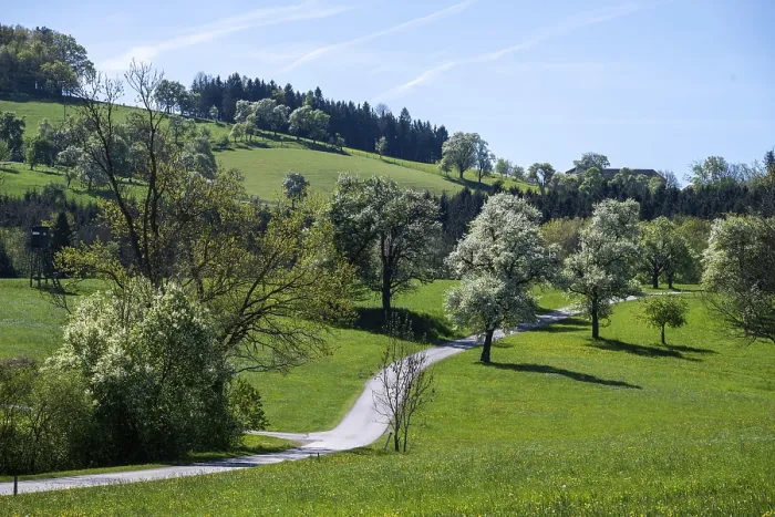 Gerahmter Druck : Blühende Birnbäume, Fruchtbaum. Gerahmter Druck : Blühende Birnbäume, Fruchtbaum.