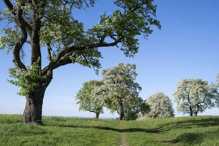 Gerahmter Druck : Blühende Birnbäume, Fruchtbaum. Gerahmter Druck : Blühende Birnbäume, Fruchtbaum.
