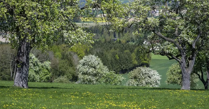 Gerahmter Druck : Blühende Birnbäume, Fruchtbaum.