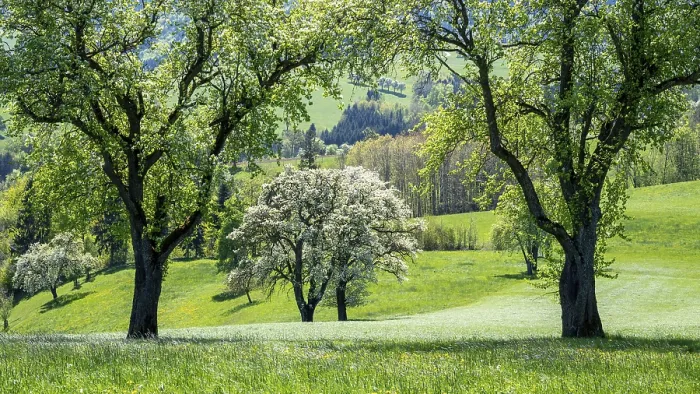 Gerahmter Druck : Blühende Pflaumenbäume, Fruchtbaum. Gerahmter Druck : Blühende Pflaumenbäume, Fruchtbaum.