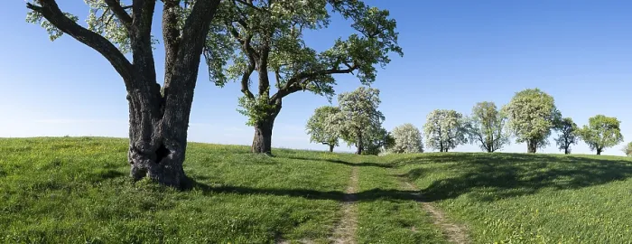 Gerahmter Druck : Blühende Birnbäume, Fruchtbaum. Gerahmter Druck : Blühende Birnbäume, Fruchtbaum.