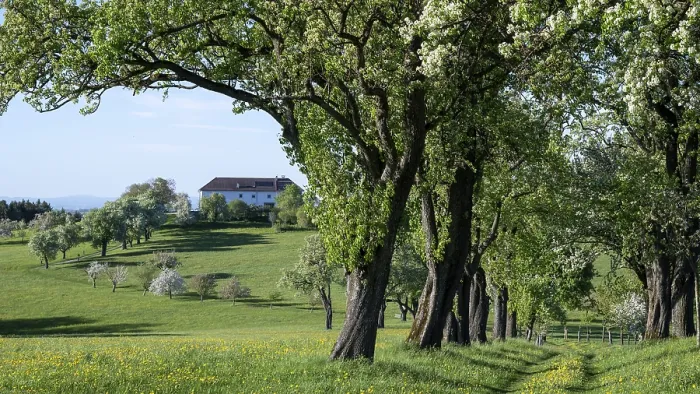 Gerahmter Druck : Blühende Pflaumenbäume, Fruchtbaum. Gerahmter Druck : Blühende Pflaumenbäume, Fruchtbaum.