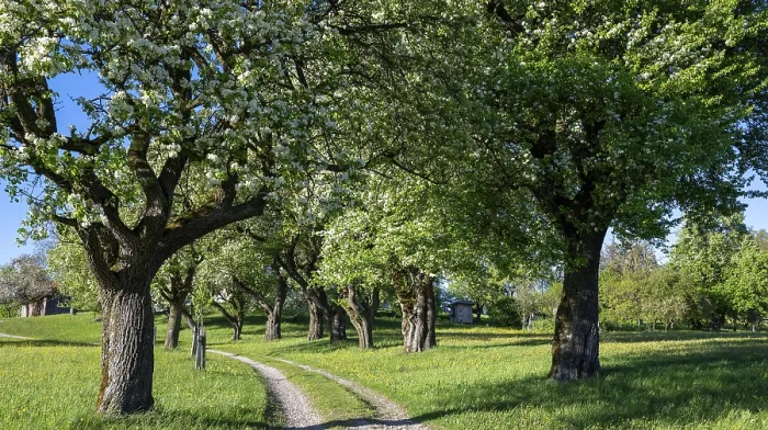 Gerahmter Druck : Blühende Pflaumenbäume, Fruchtbaüme Gerahmter Druck : Blühende Pflaumenbäume, Fruchtbaüme