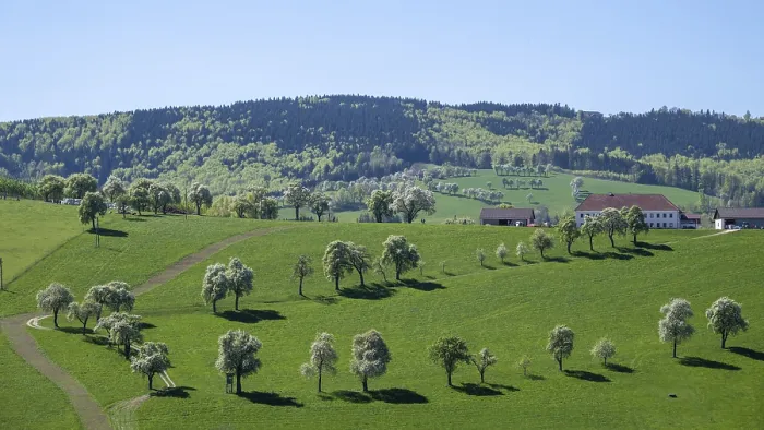 Gerahmter Druck : Blühende Pflaumenbäume, Fruchtbaum. Gerahmter Druck : Blühende Pflaumenbäume, Fruchtbaum.