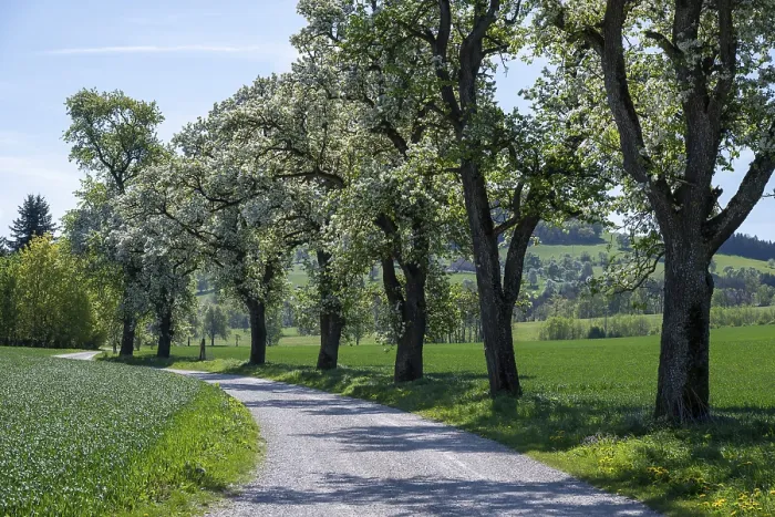 Gerahmter Druck : Blühende Birnbäume, Fruchtbaum. Gerahmter Druck : Blühende Birnbäume, Fruchtbaum.