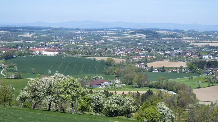 Gerahmter Druck : Blühende Birnbäume, Fruchtbaum. Gerahmter Druck : Blühende Birnbäume, Fruchtbaum.