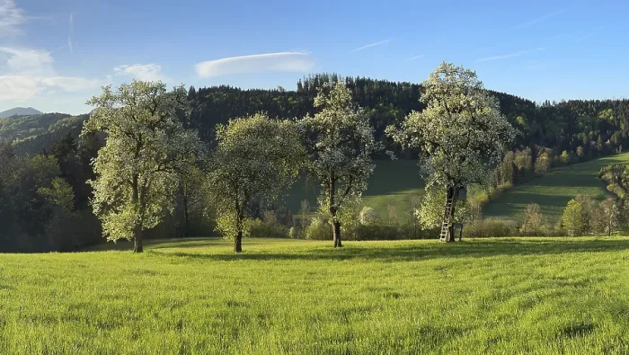 Gerahmter Druck : Blühende Birnbäume, Fruchtbaum. Gerahmter Druck : Blühende Birnbäume, Fruchtbaum.