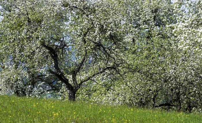 Gerahmter Druck : Blühende Pflaumenbäume, Fruchtbaum. Gerahmter Druck : Blühende Pflaumenbäume, Fruchtbaum.