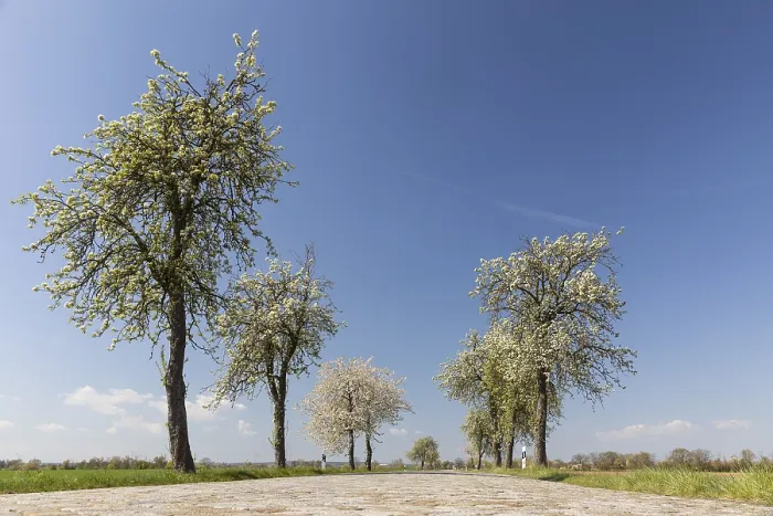 Gerahmter Druck : Blühende Pflaumenbäume (Pyrus) und gepflasterte Straße. Gerahmter Druck : Blühende Pflaumenbäume (Pyrus) und gepflasterte Straße.