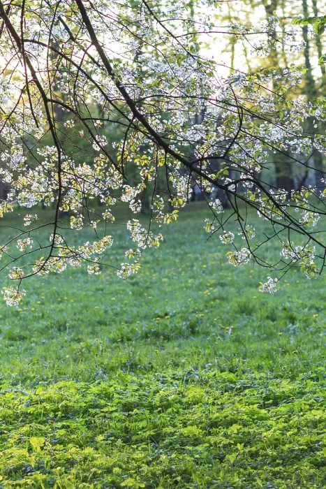 Gerahmter Druck : Blühende Pflaumenbäume im Frühlingspark. Gerahmter Druck : Blühende Pflaumenbäume im Frühlingspark.