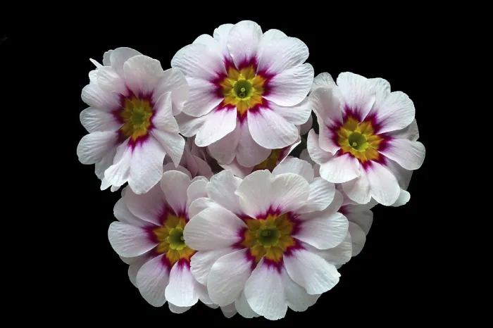 Gerahmter Druck : Blühende Primel (Primula) Gerahmter Druck : Blühende Primel (Primula)