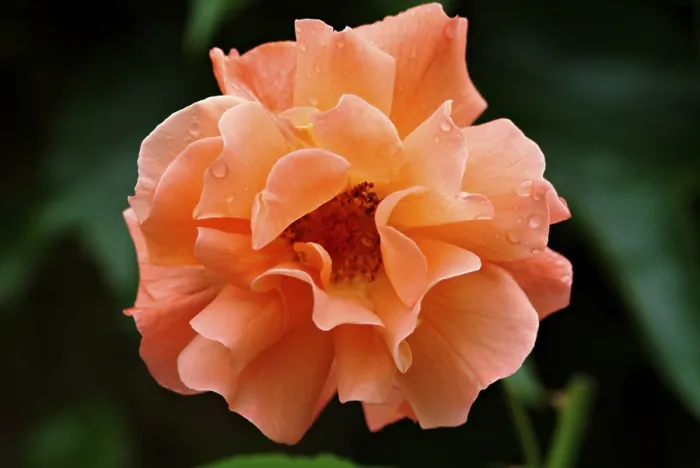 Gerahmter Druck : Blühende Rosen.