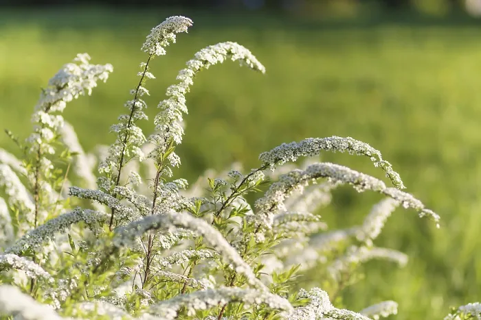 Gerahmter Druck : Blühende Spiraea-Bäume im Frühlingspark. Gerahmter Druck : Blühende Spiraea-Bäume im Frühlingspark.